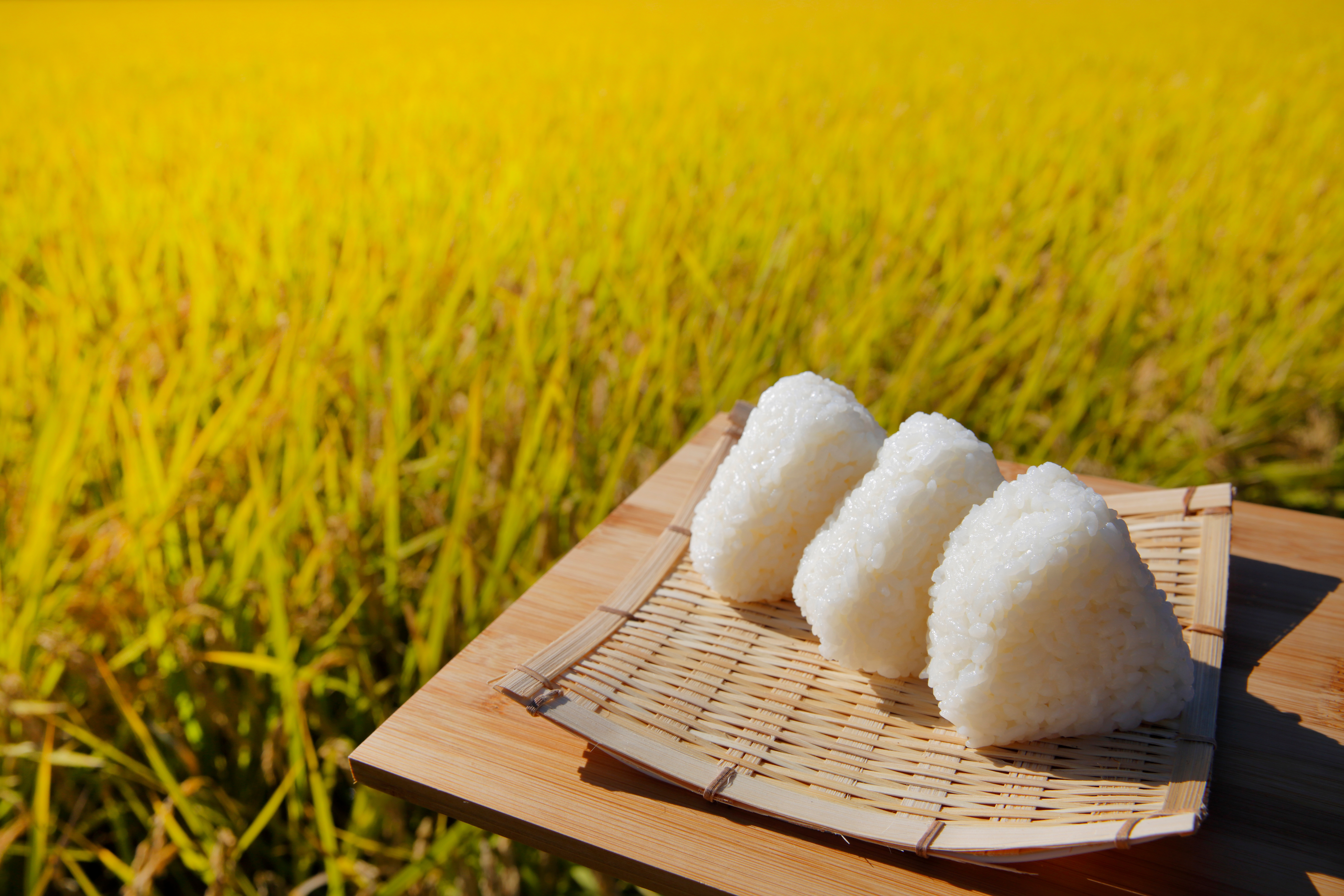 栃木県産コシヒカリ