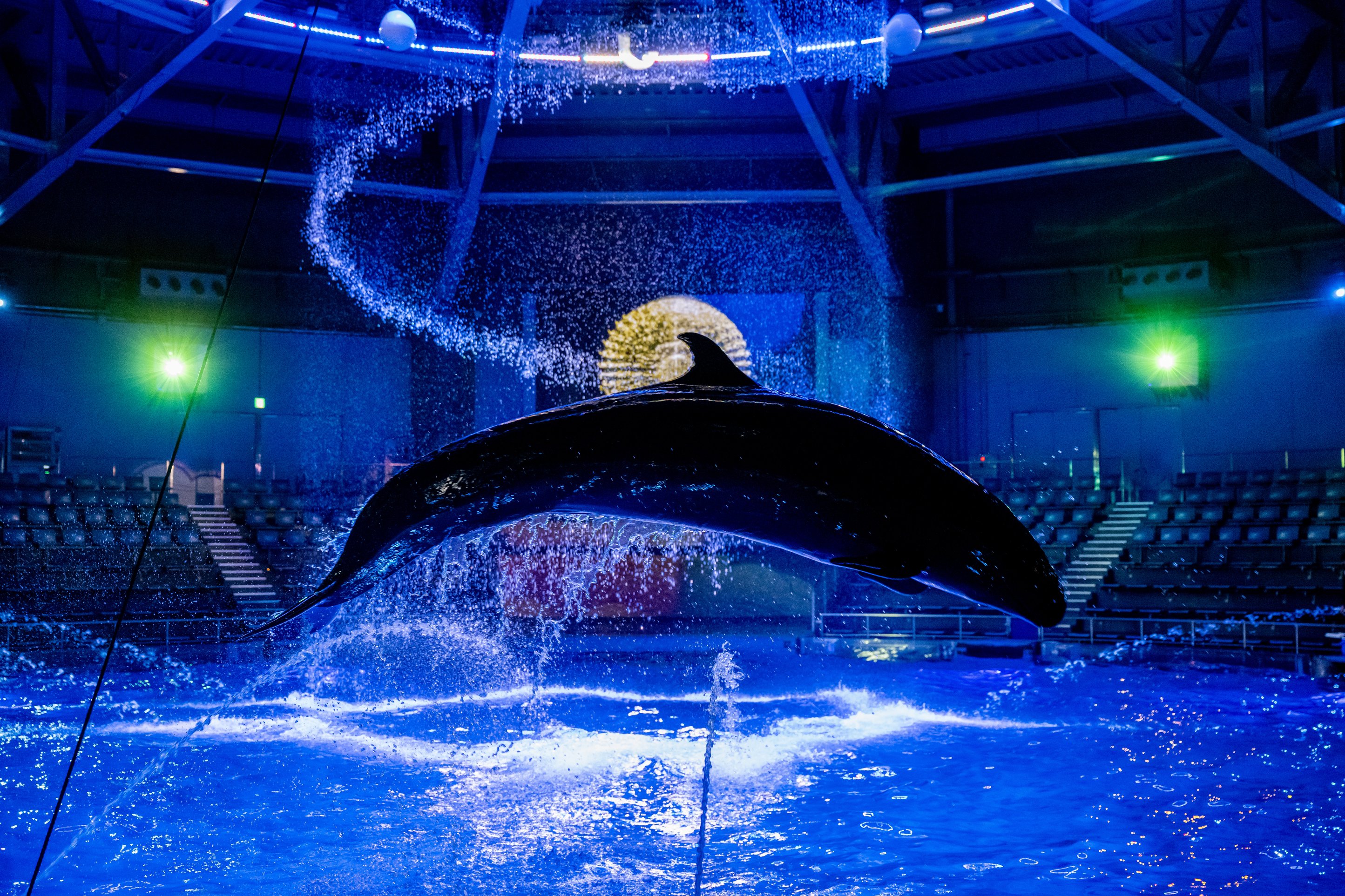 maxlleアクアパーク品川 イルカショー撮影(2025年)