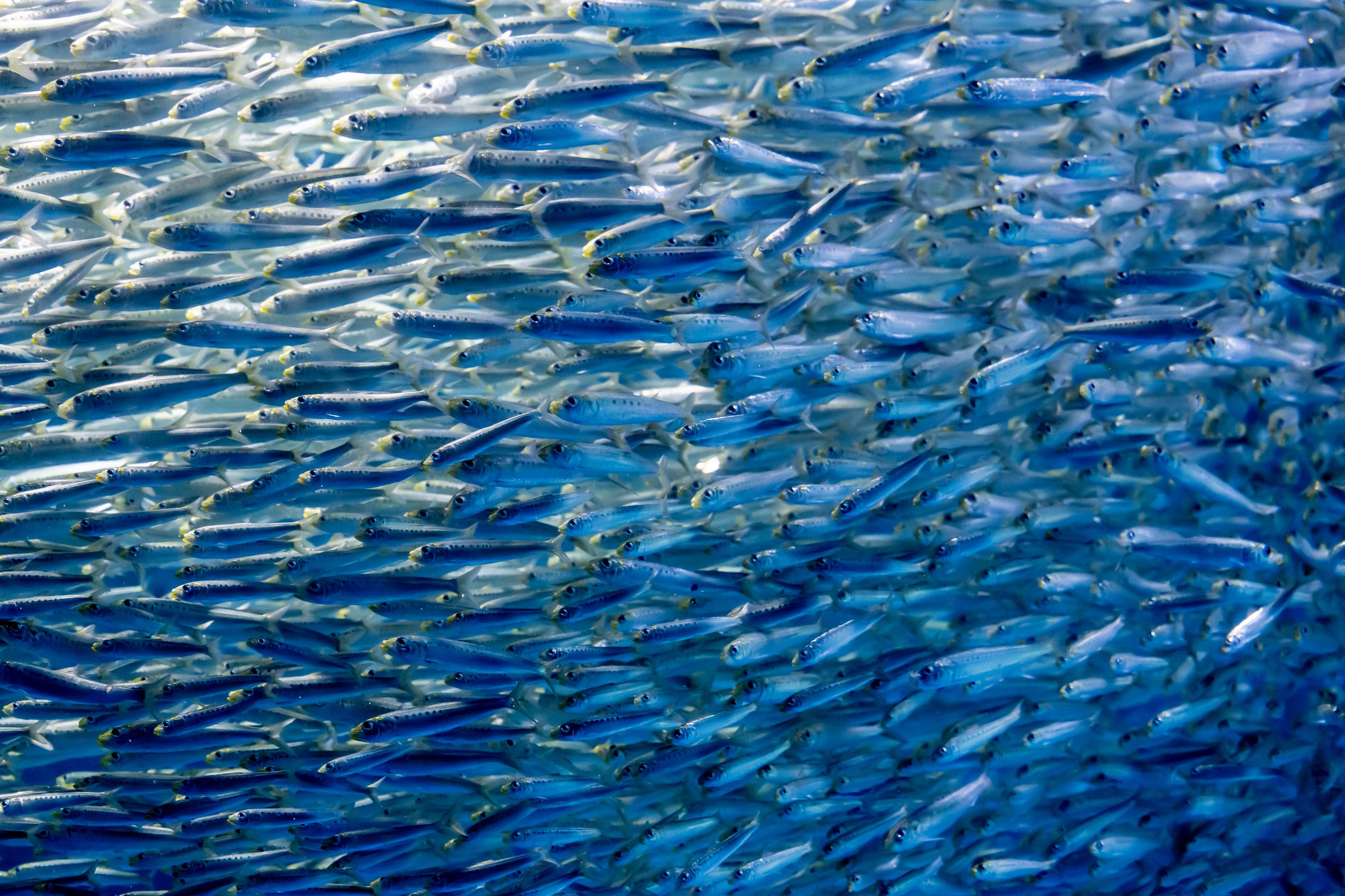 横浜・八景島シーパラダイス 水族館撮影(2024年)
